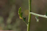 Winged pigweed